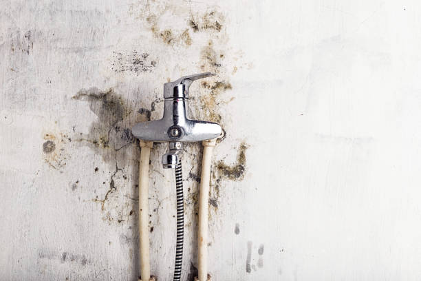 Mold Removal Process in Tecumseh, MI