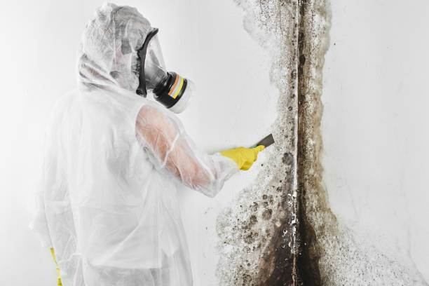 Best Mold Inspection  in Tecumseh, MI