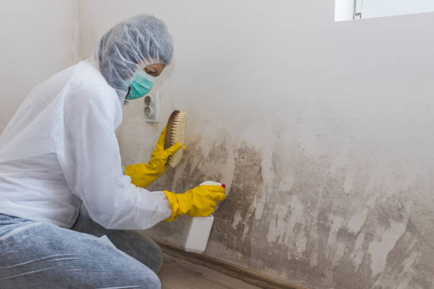 Best Mold Testing  in Tecumseh, MI