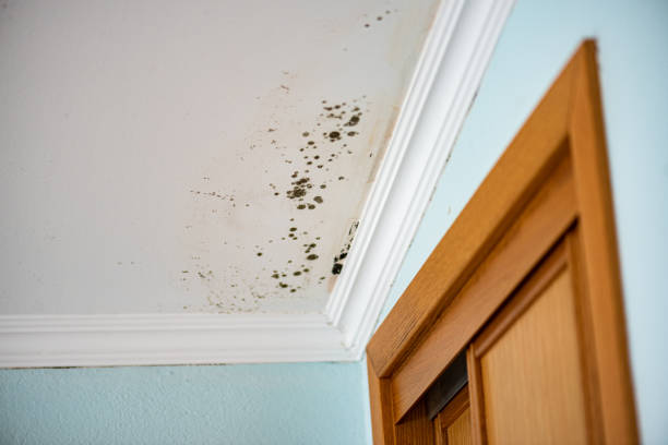Best Office Mold Removal Services  in Tecumseh, MI