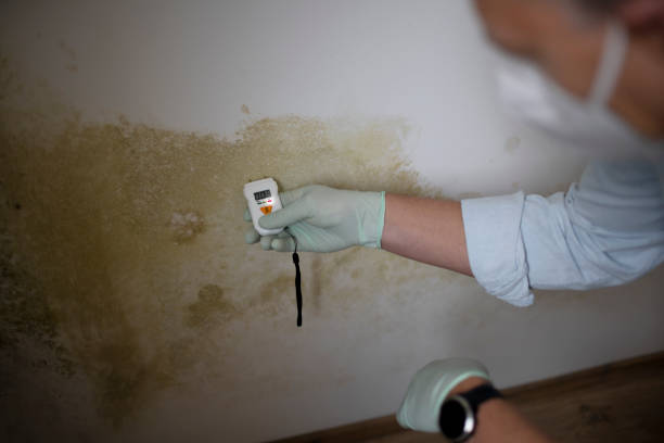 Best Toxic Mold Removal  in Tecumseh, MI