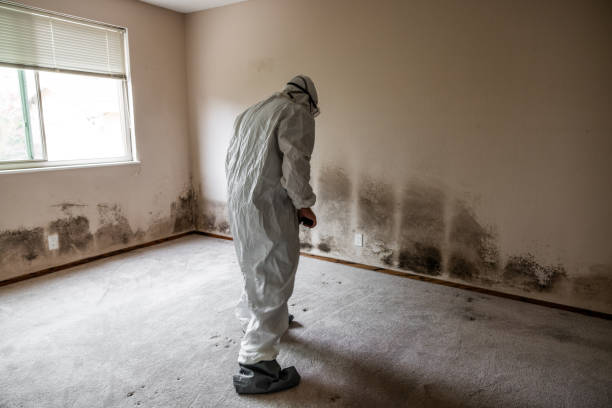 Best Certified Mold Removal  in Tecumseh, MI