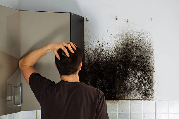Professional Mold Removal in Tecumseh, MI
