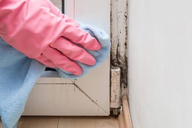 Best Crawl Space Mold Removal  in Tecumseh, MI