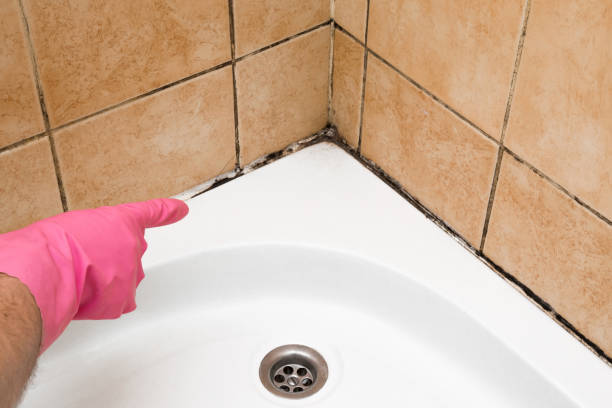Best Black Mold Removal  in Tecumseh, MI
