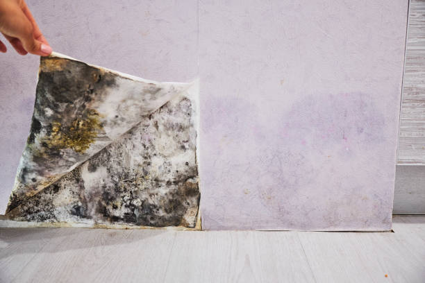 Best Attic Mold Removal  in Tecumseh, MI